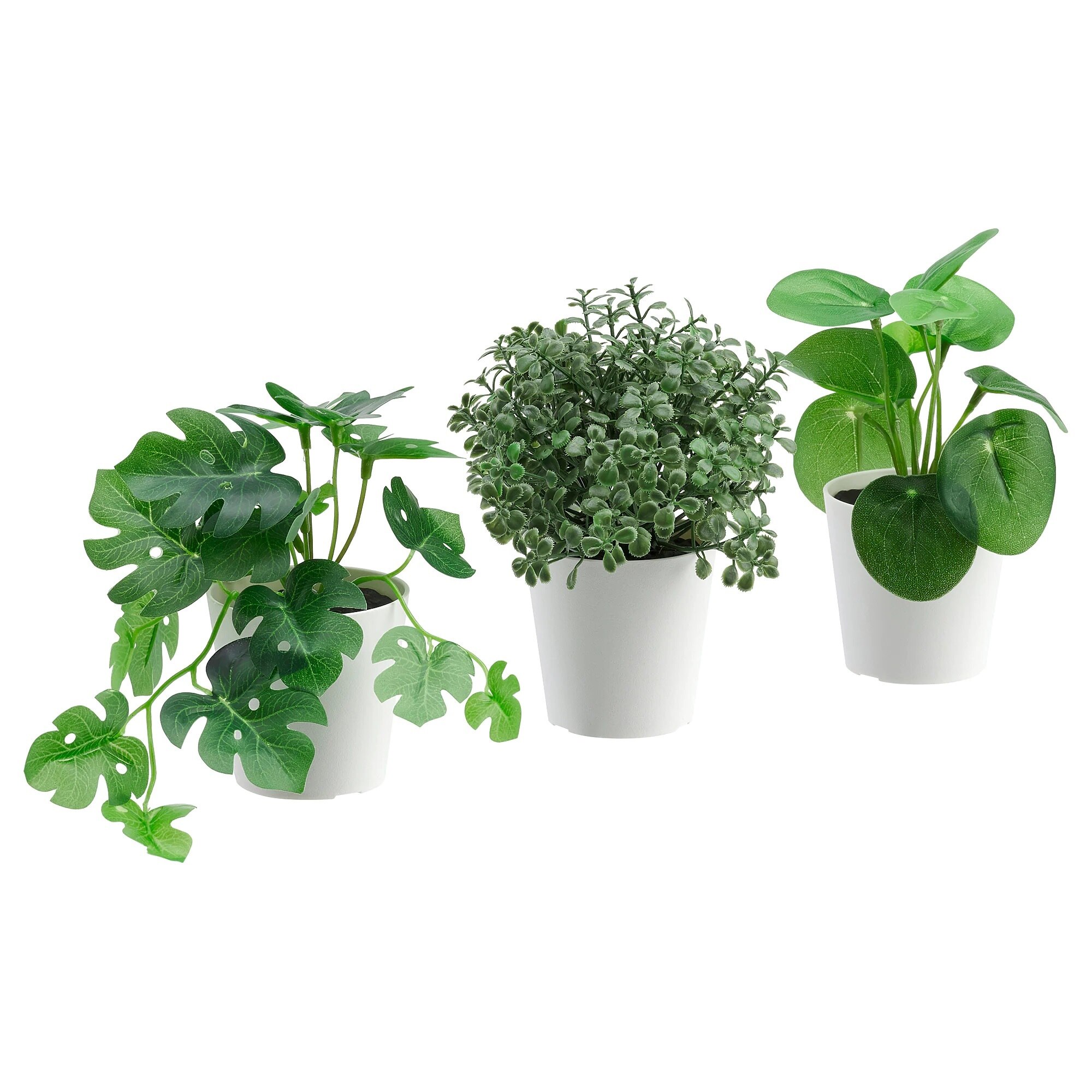 Planta decorativa exotic green mix auchan