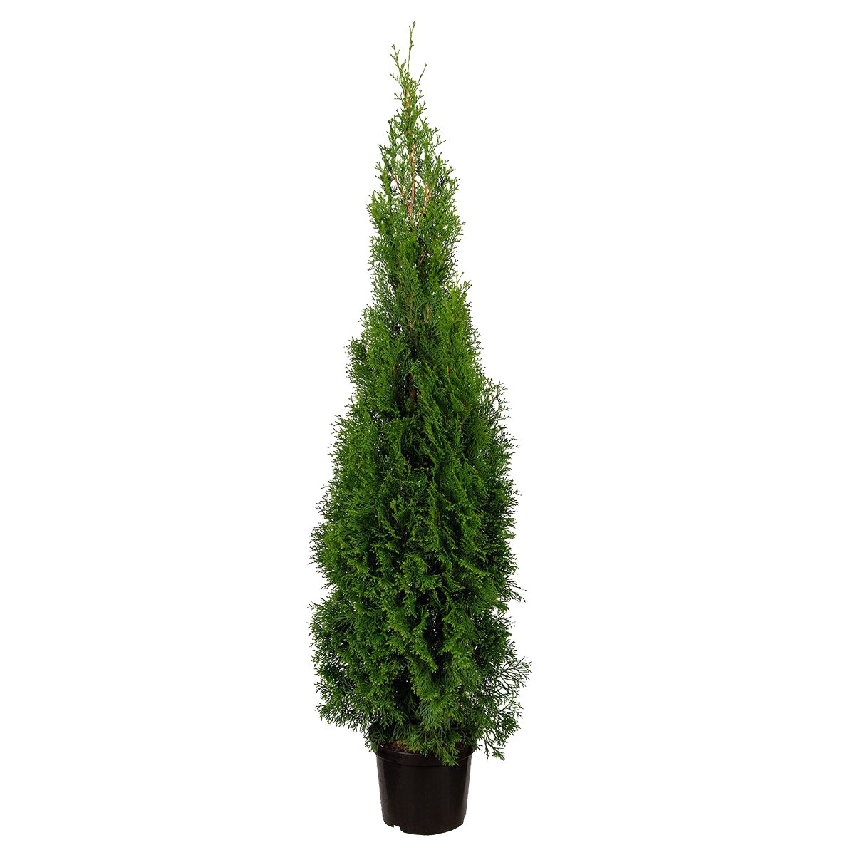 Tuia smaragd 120 cm brico depot – Cea mai bună selecție online