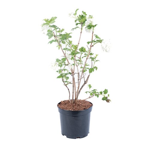 calin inmultire viburnum opulus dedeman