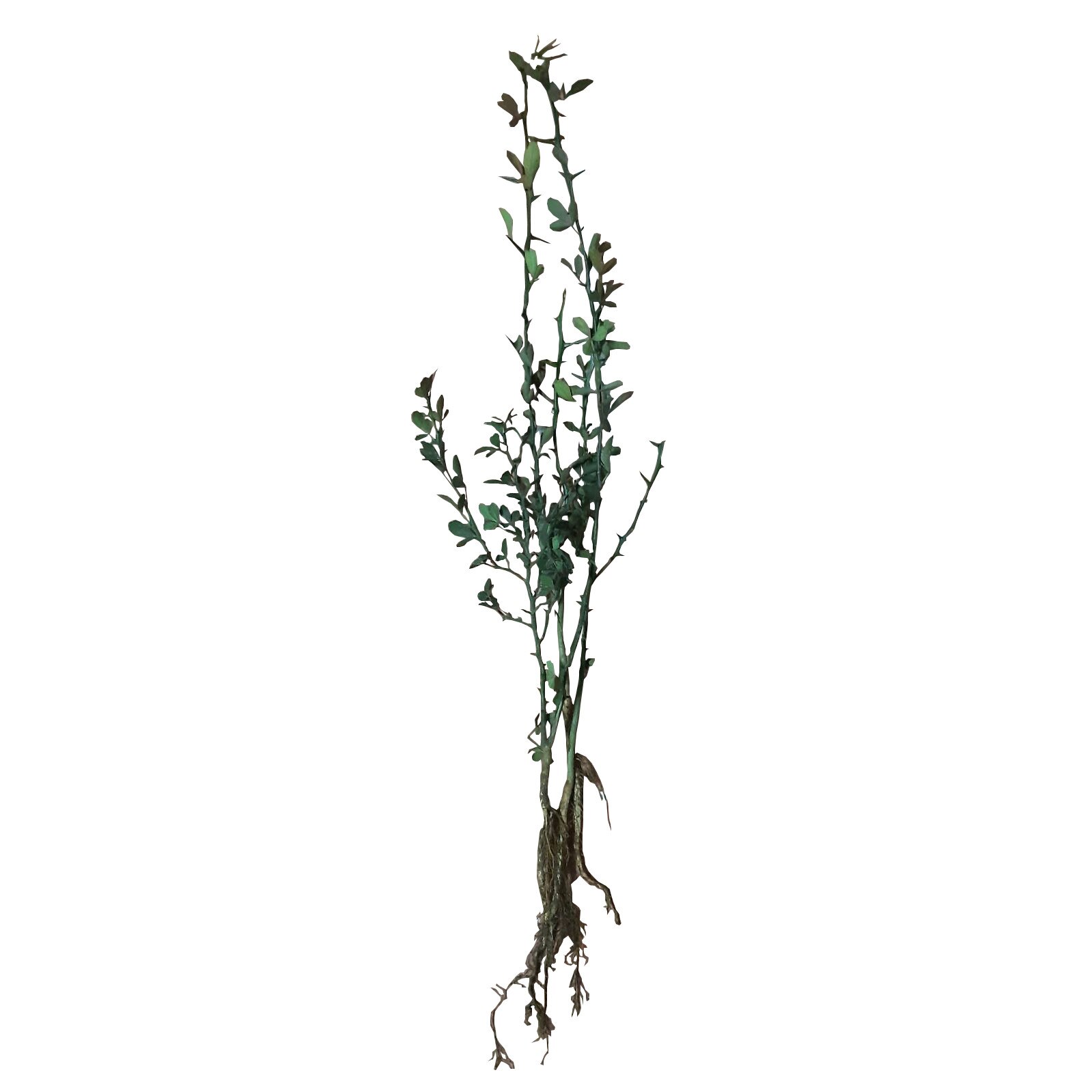 jardiniera rezistenta la inghet dedeman