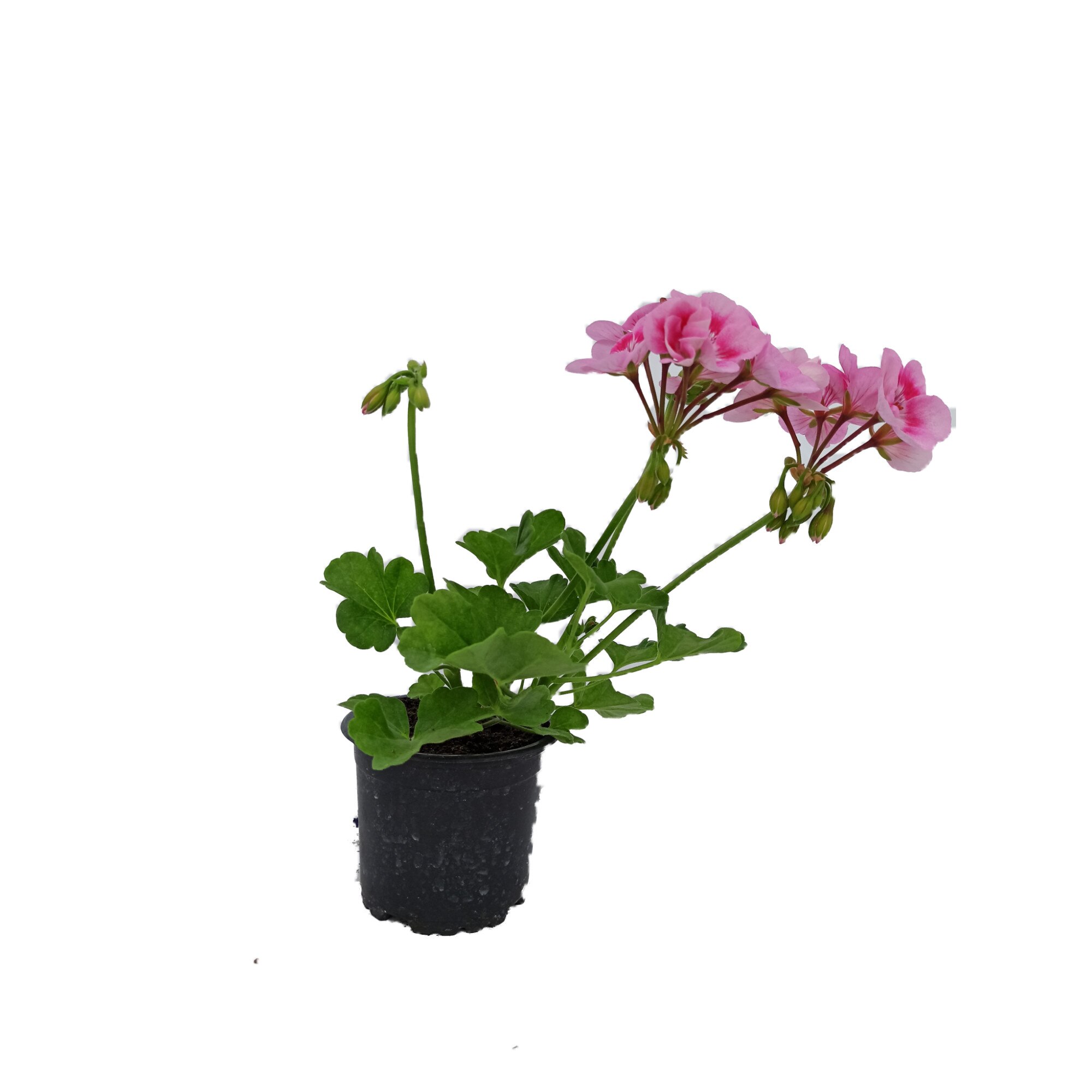 Muscata cu flori albe dedeman – Cumpărați online