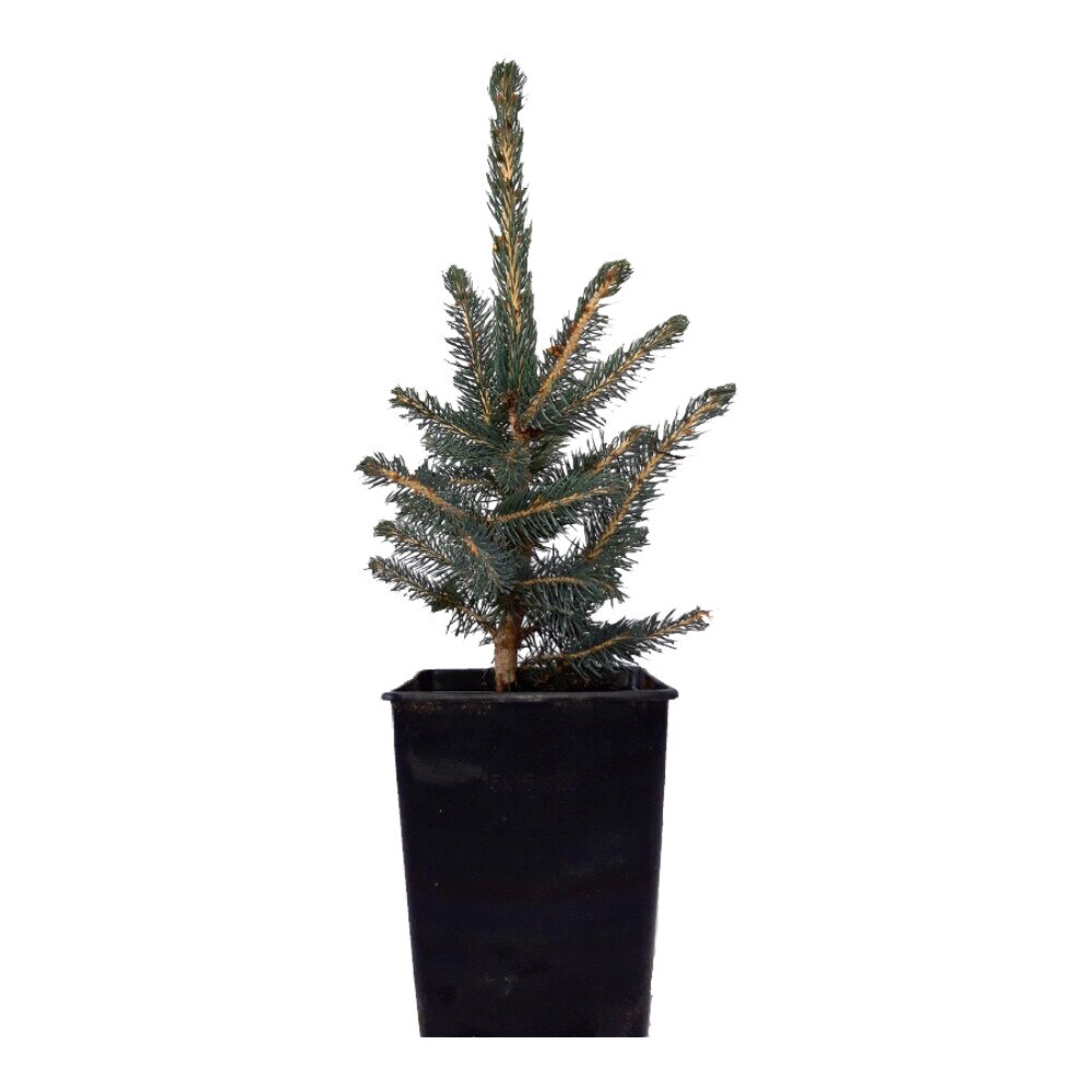picea pungens super blue dedeman