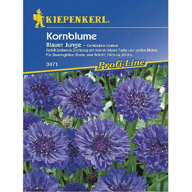 centaurea cyanus blauer junge