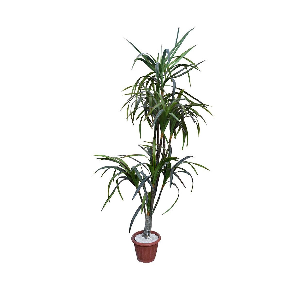 Dracaena canli bi tk – Cumparaturi online