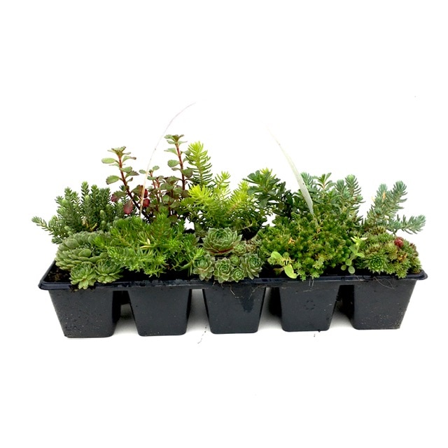 Plante suculente ghiveci natural – Cumpărați online