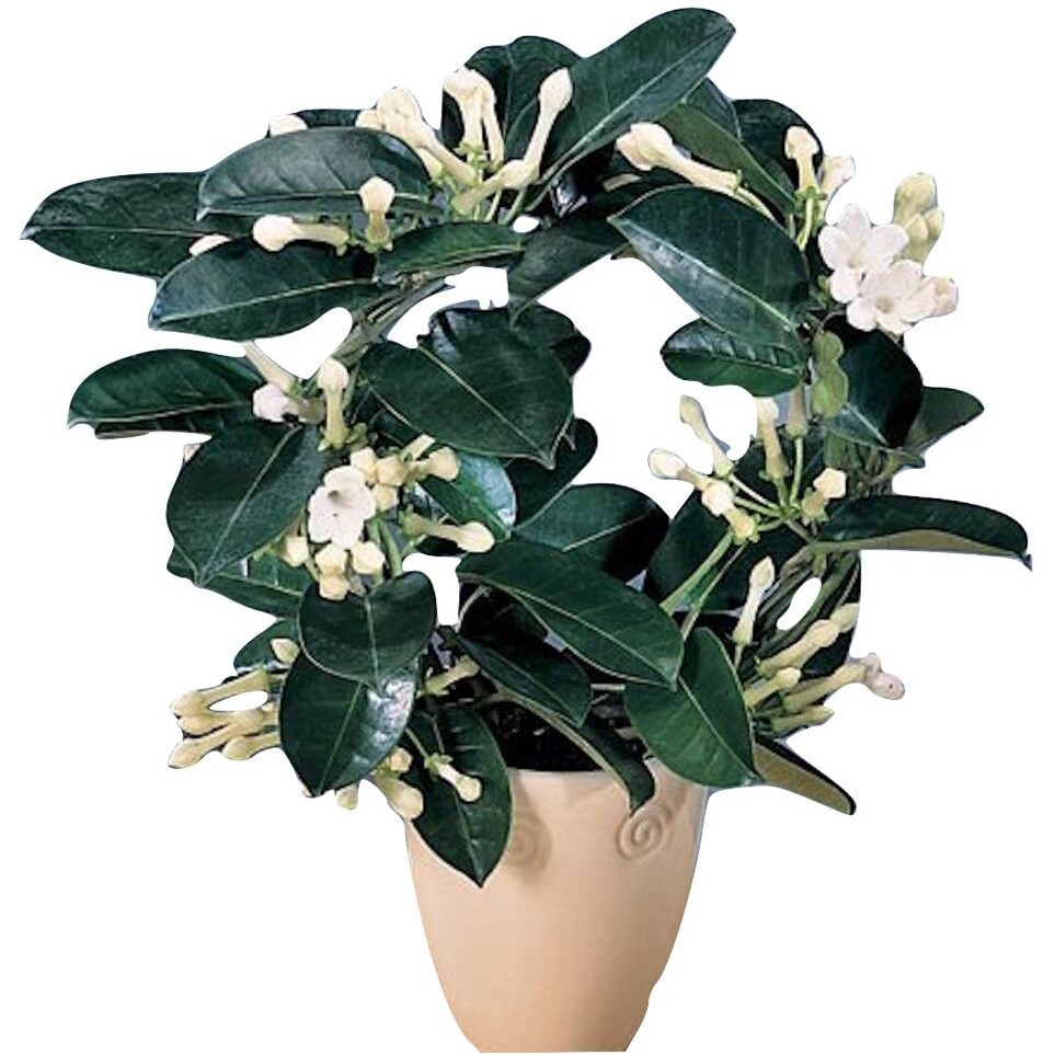 Vas decorativ pentru flori jysk – Cumparaturi online