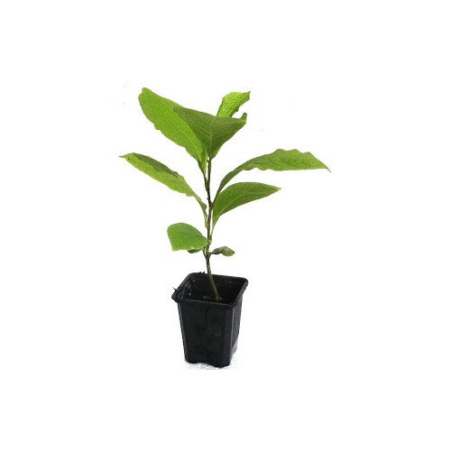 magnolia soulangeana alexandrina comercializare leroy merlin