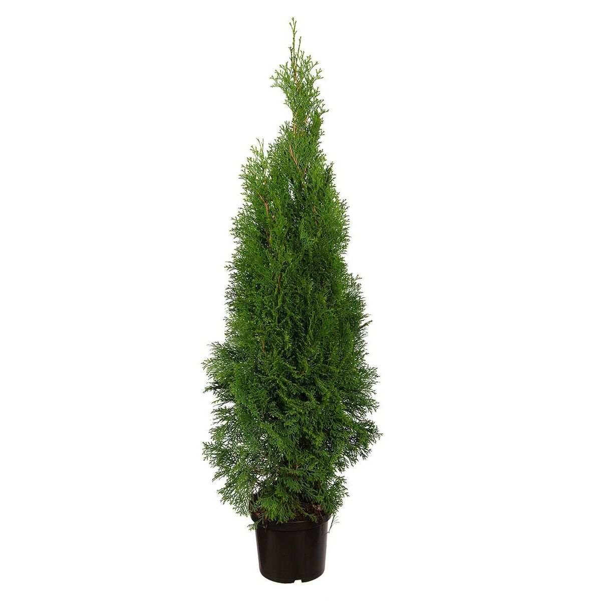 Plante la ghiveci leroy merlin