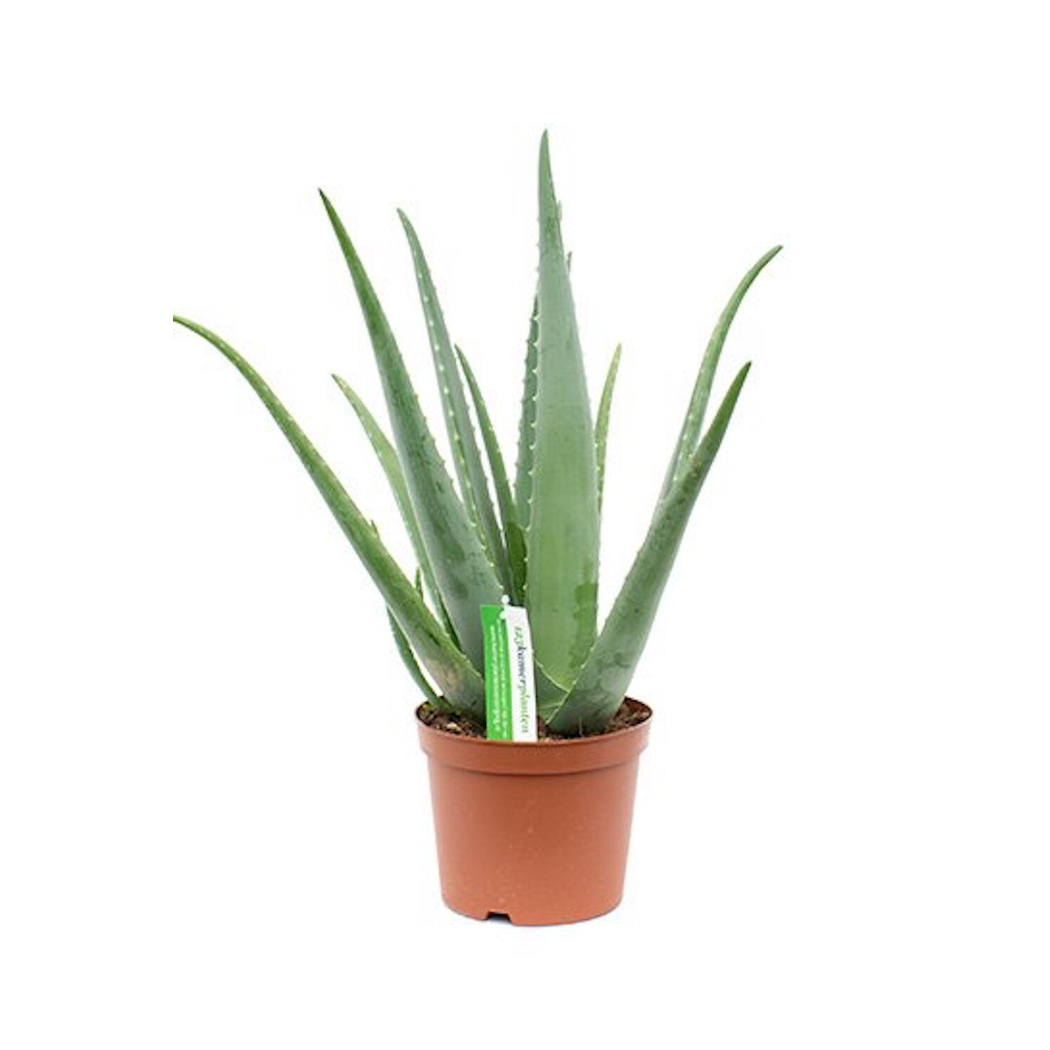 aloe vera planta la
