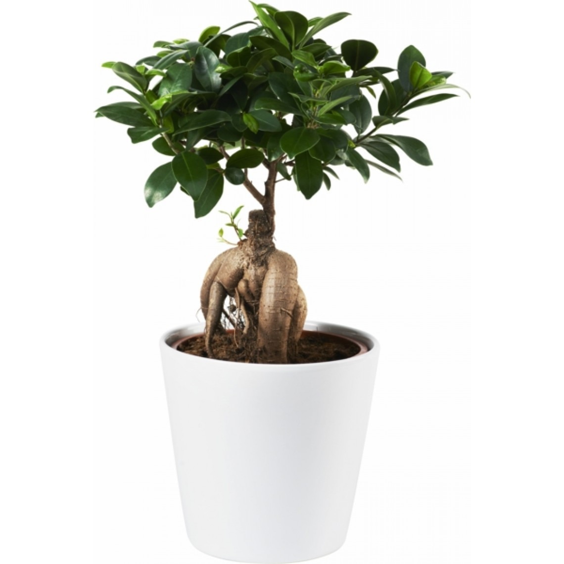 ficus ginseng mondo verde
