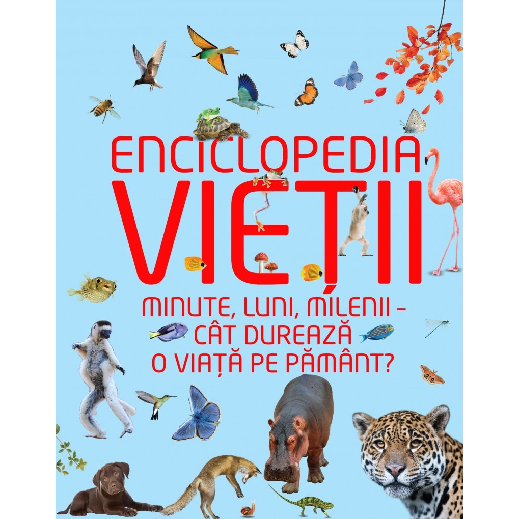Cat dureaza o comanda zara – Cumpărați online